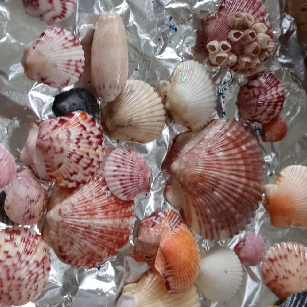 Southwest Florida Seashells. Gulf Coast beauties.